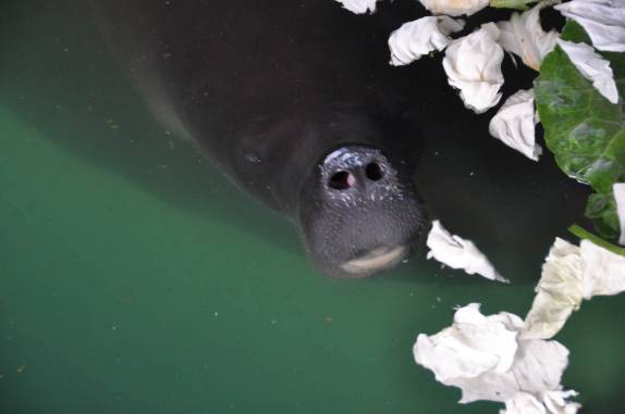 Peixe-boi no Centro de Pesquisas de Animais, em Balbina - AM